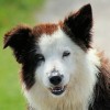 Pet Friendly Apartments in Seattle apartments seattle: dog