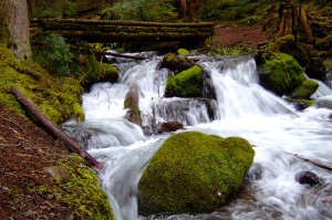 apts seattle: creek