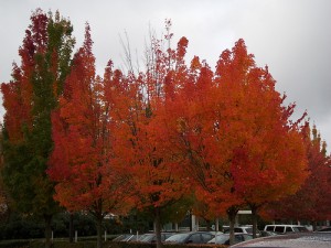 apts seattle: seattle trees