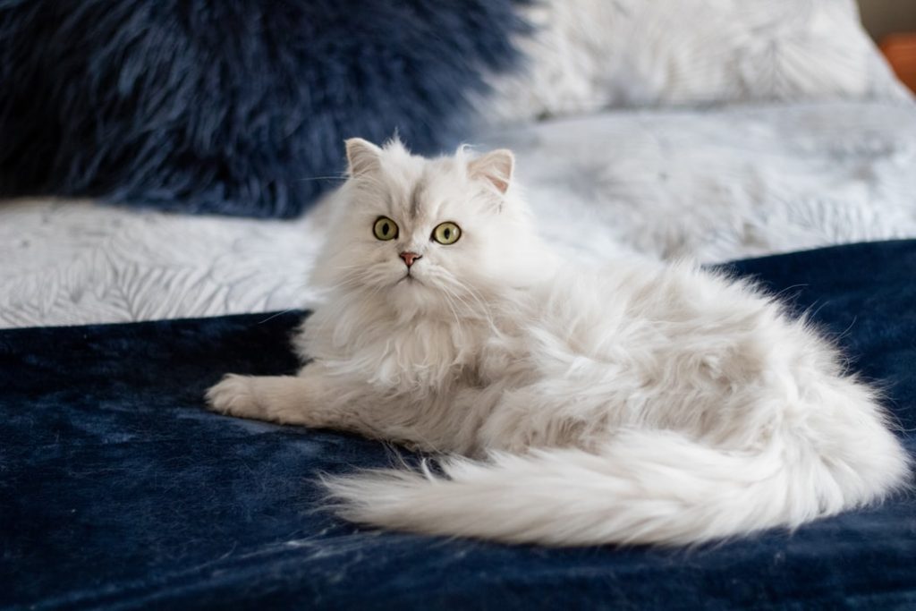 White cat on a blue bed. This apartment is pet-friendly. 