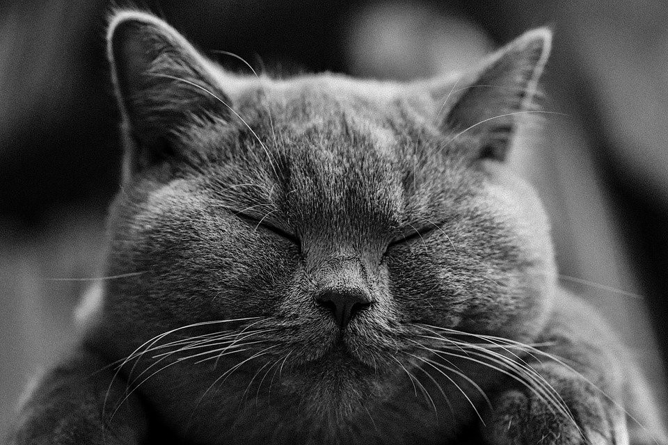 Cat, British Shorthair, Bkh, Pet, Portrait, Animal