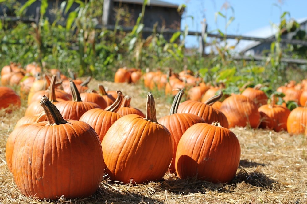 Pumpkins