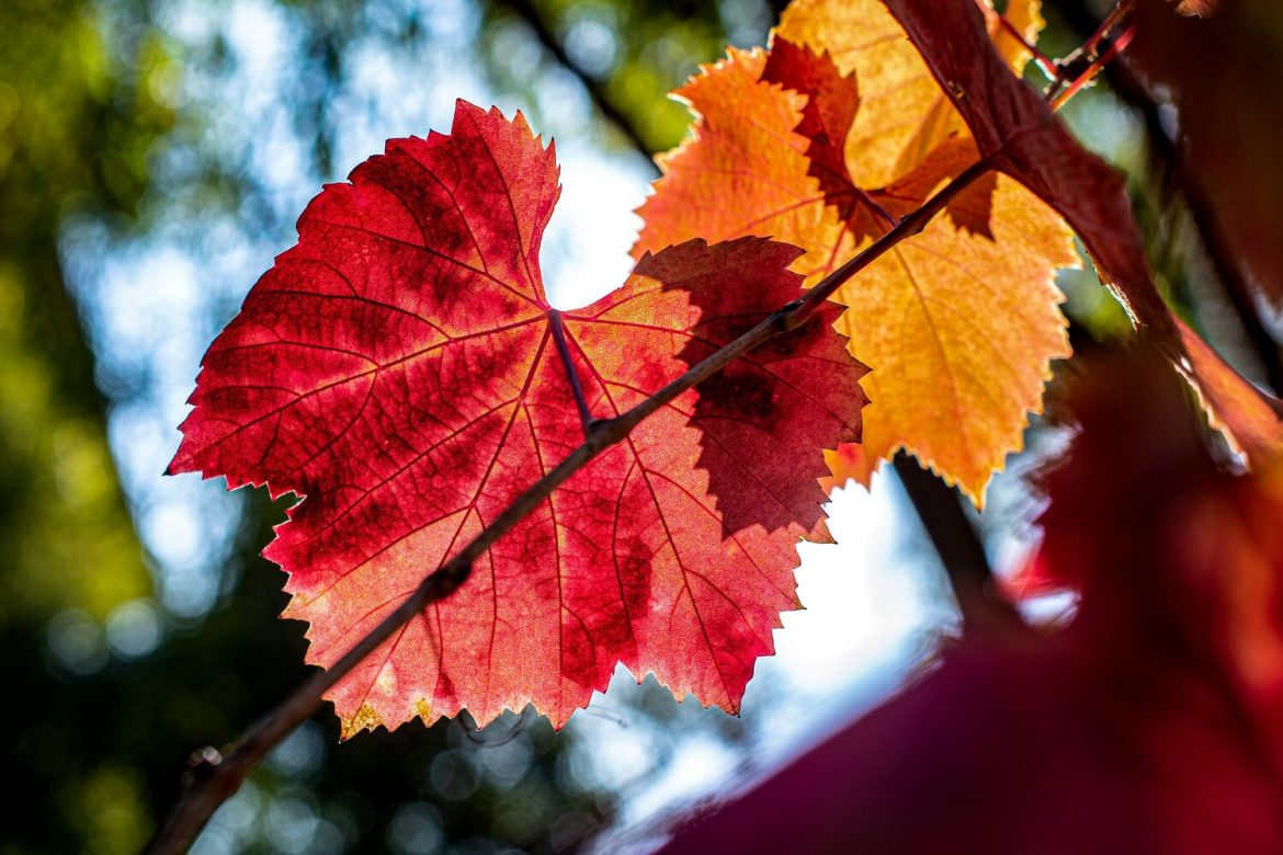 Fall Leaves